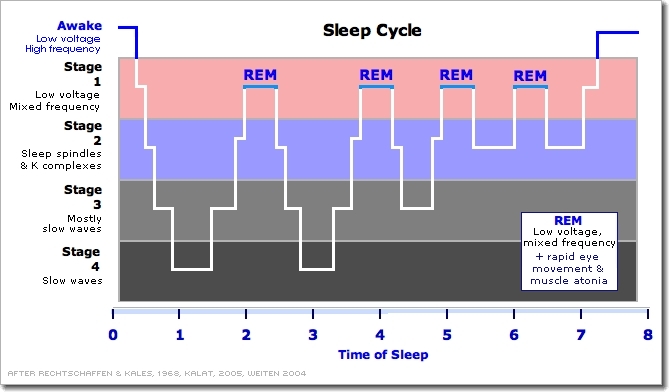 Understanding Sleep for Optimal Recovery & Productivity by Travis Cooper -  Mobility, Preparation, Recovery & Injury - Catalyst Athletics - Olympic  Weightlifting